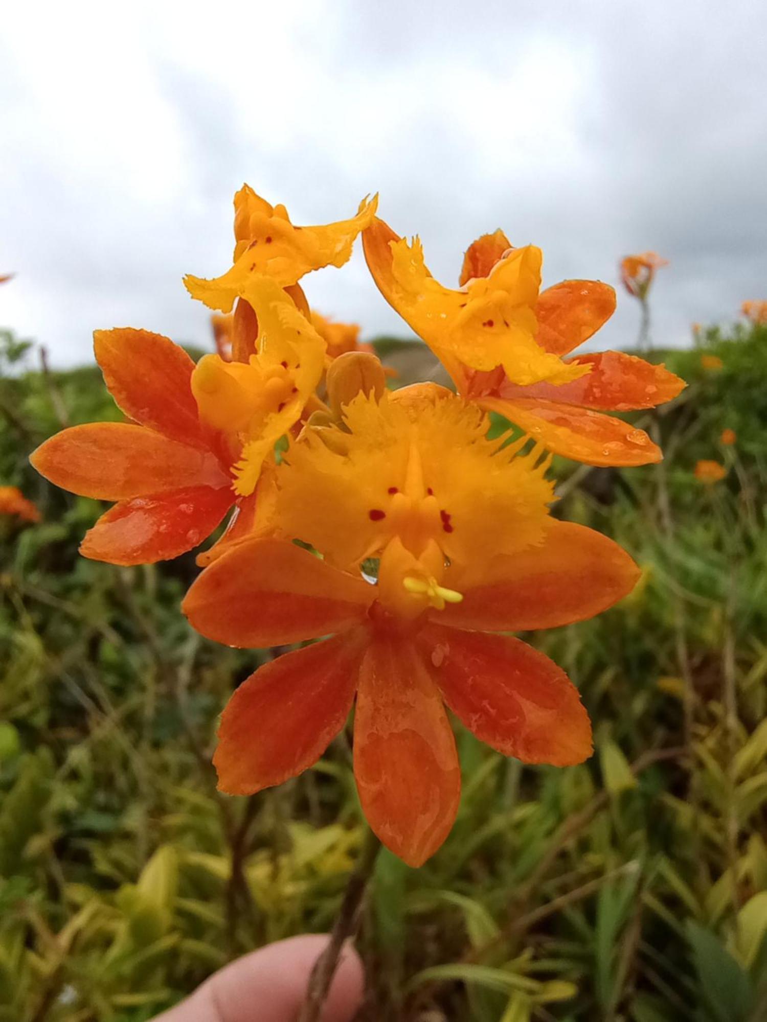 Da Ilha De Sao Francisco Do Sul 旅馆 Marechal Luz